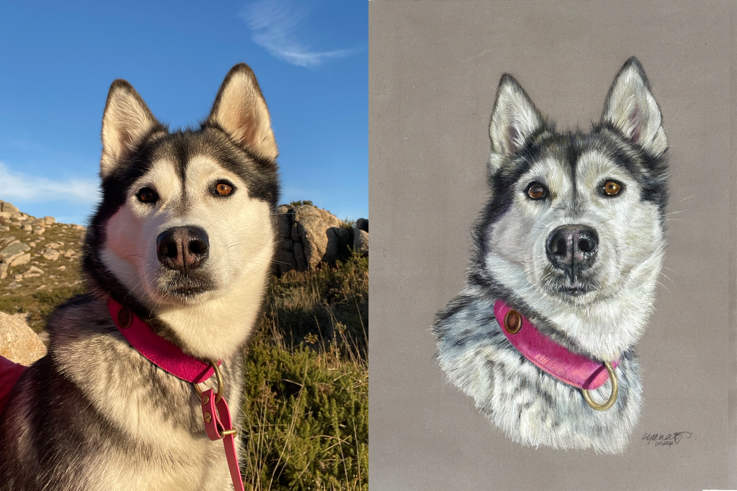 Hand-drawn dog portrait with reference photo next to it