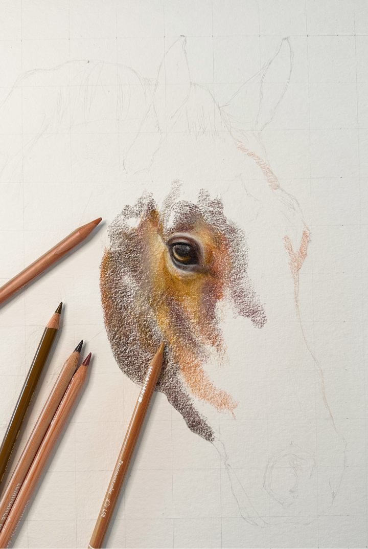 horse portrait drawing in progress