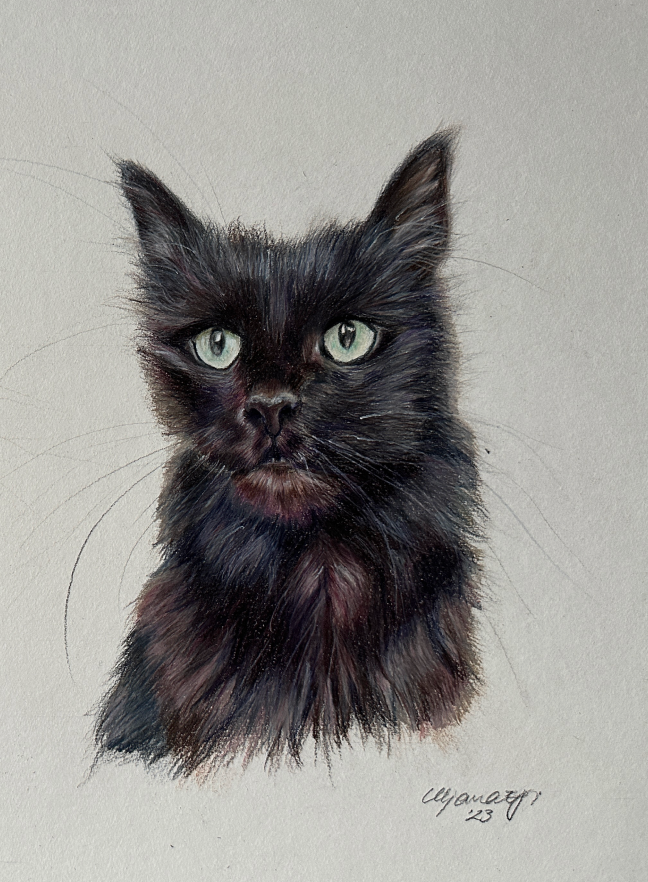 coloured pencil hand-drawn portrait of a black cat on watercolour paper