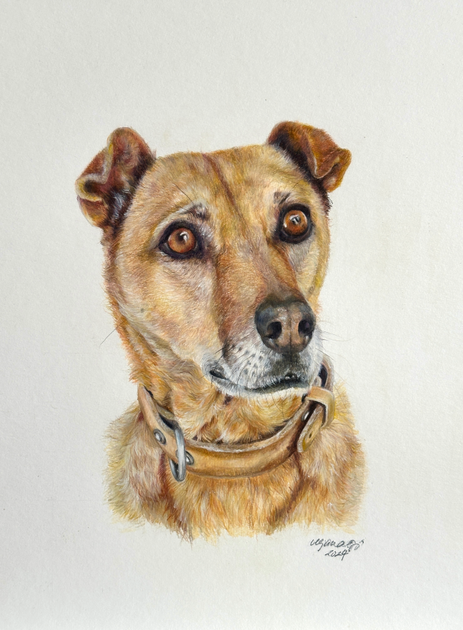 coloured pencil hand-drawn portrait of Podenco mix Leo