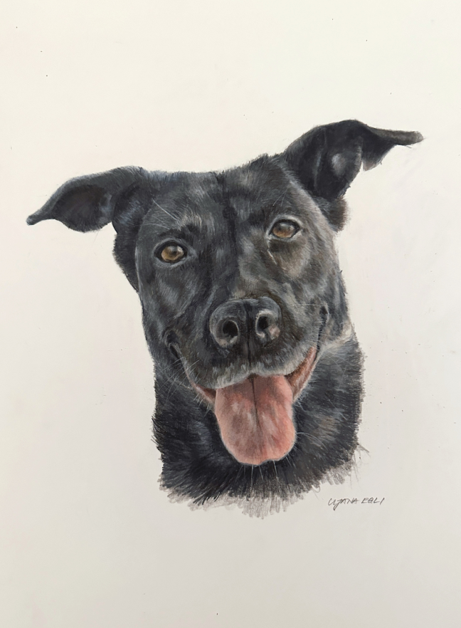 coloured pencil hand-drawn portrait of dog