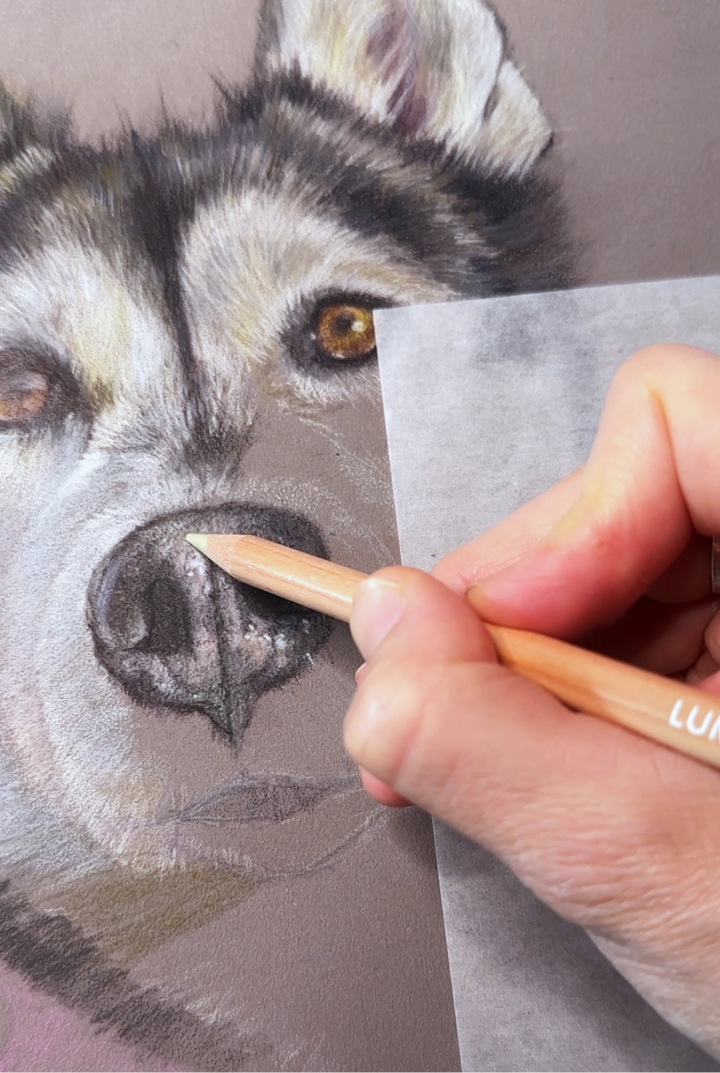 coloured pencil pet portrait in progress